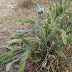 Cynoglossum australe at Rendezvous Creek, ACT - 15 Mar 2015