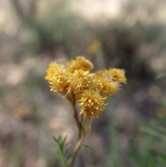 Chrysocephalum semipapposum (Clustered Everlasting) at Namadgi National Park - 15 Mar 2015 by lyndsey