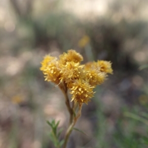 Chrysocephalum semipapposum at Rendezvous Creek, ACT - 15 Mar 2015