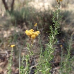 Chrysocephalum semipapposum at Rendezvous Creek, ACT - 15 Mar 2015