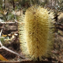 Banksia marginata (Silver Banksia) at Namadgi National Park - 15 Mar 2015 by lyndsey