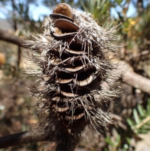 Banksia marginata at Rendezvous Creek, ACT - 15 Mar 2015