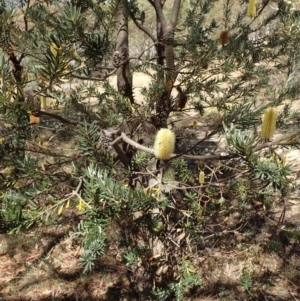 Banksia marginata at Rendezvous Creek, ACT - 15 Mar 2015