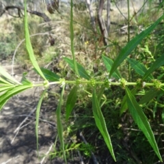 Lycopus australis (Native Gipsywort, Australian Gipsywort) at Tidbinbilla Nature Reserve - 13 Mar 2015 by galah681