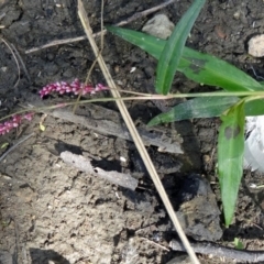 Persicaria decipiens (Slender Knotweed) at Tidbinbilla Nature Reserve - 13 Mar 2015 by galah681