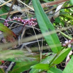 Persicaria decipiens at Paddys River, ACT - 14 Mar 2015 10:48 AM