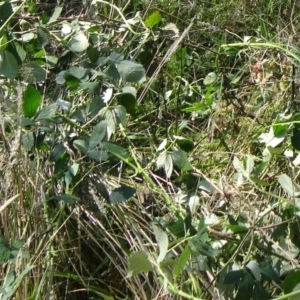 Rubus anglocandicans at Paddys River, ACT - 14 Mar 2015