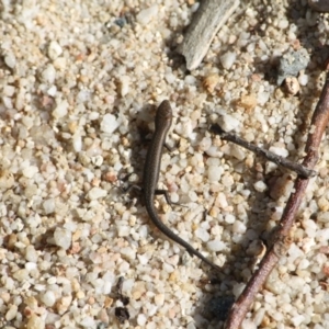 Lampropholis guichenoti at Paddys River, ACT - 7 May 2011 01:40 PM