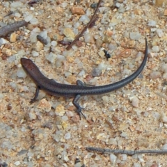 Lampropholis guichenoti at Paddys River, ACT - 7 May 2011 01:40 PM