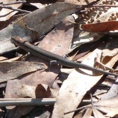Lampropholis guichenoti (Common Garden Skink) at Tidbinbilla Nature Reserve - 5 May 2012 by galah681