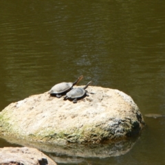 Chelodina longicollis (Eastern Long-necked Turtle) at Tidbinbilla Nature Reserve - 2 Dec 2009 by galah681