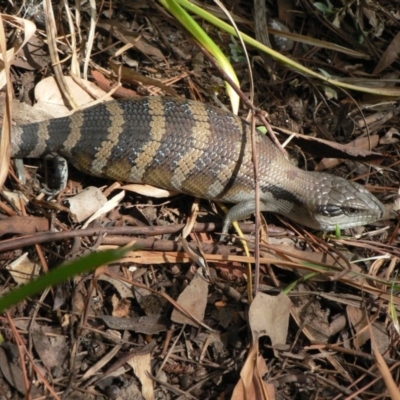 Tiliqua scincoides scincoides (Eastern Blue-tongue) at Isaacs, ACT - 21 Apr 2008 by galah681