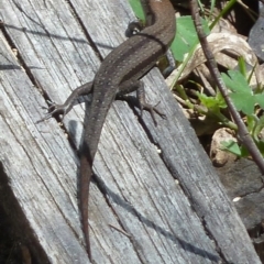 Lampropholis guichenoti (Common Garden Skink) at Paddys River, ACT - 30 Oct 2011 by galah681