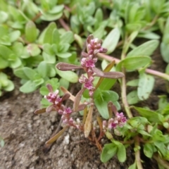 Polygonum plebeium (Small Knotweed) at Jerrabomberra, ACT - 17 Mar 2015 by Mike