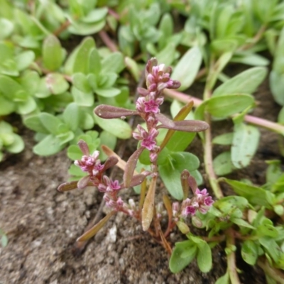 Polygonum plebeium (Small Knotweed) at Jerrabomberra, ACT - 16 Mar 2015 by Mike