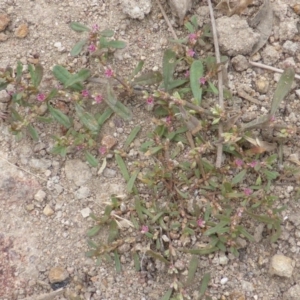 Polygonum plebeium at Jerrabomberra, ACT - 17 Mar 2015