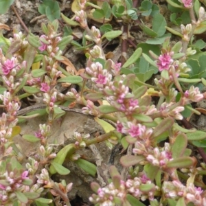 Polygonum plebeium at Jerrabomberra, ACT - 17 Mar 2015