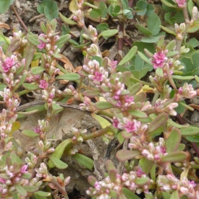 Polygonum plebeium (Small Knotweed) at Jerrabomberra, ACT - 17 Mar 2015 by Mike
