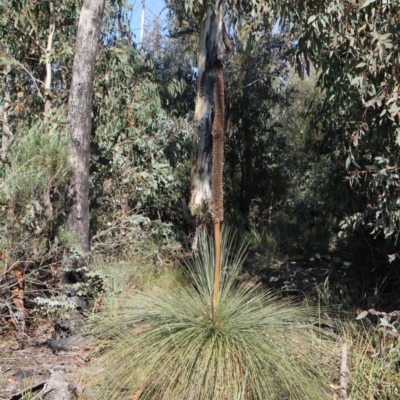 Xanthorrhoea glauca subsp. angustifolia (Grey Grass-tree) at Paddys River, ACT - 13 Jun 2010 by RomanSoroka