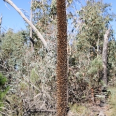 Xanthorrhoea glauca subsp. angustifolia at Paddys River, ACT - 13 Jun 2010