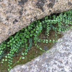 Asplenium flabellifolium (Necklace Fern) at Rendezvous Creek, ACT - 25 Mar 2010 by Roman