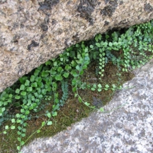 Asplenium flabellifolium at Rendezvous Creek, ACT - 25 Mar 2010 11:48 AM