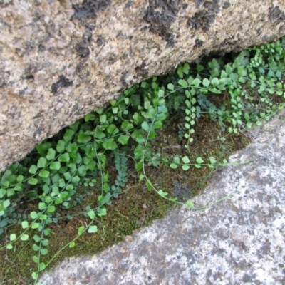 Asplenium flabellifolium (Necklace Fern) at Rendezvous Creek, ACT - 25 Mar 2010 by Roman