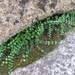 Asplenium flabellifolium (Necklace fern) at Rendezvous Creek, ACT - 25 Mar 2010 by Roman