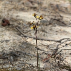 Diuris semilunulata (Late Leopard Orchid) at QPRC LGA - 6 Oct 2013 by Roman