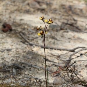 Diuris semilunulata at Tralee, NSW - suppressed