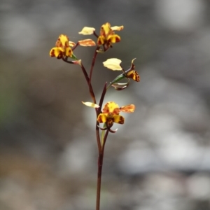 Diuris semilunulata at Tralee, NSW - suppressed