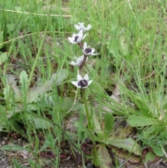 Wurmbea dioica subsp. dioica (Early Nancy) at Melrose - 8 Oct 2010 by Roman