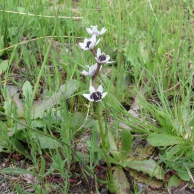 Wurmbea dioica subsp. dioica (Early Nancy) at Tuggeranong Pines - 8 Oct 2010 by Roman