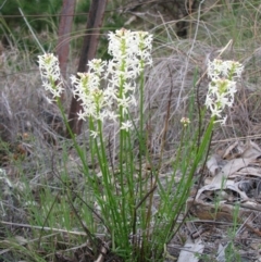 Stackhousia monogyna (Creamy Candles) at Tuggeranong Pines - 8 Oct 2010 by Roman