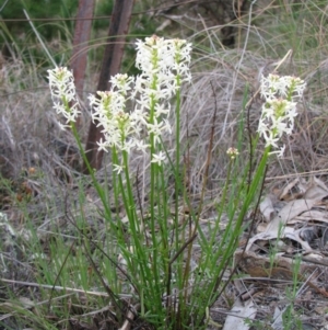 Stackhousia monogyna at Tuggeranong DC, ACT - 8 Oct 2010