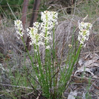 Stackhousia monogyna (Creamy Candles) at Tuggeranong DC, ACT - 8 Oct 2010 by RomanSoroka