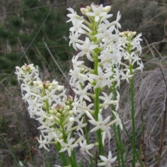 Stackhousia monogyna at Tuggeranong DC, ACT - 8 Oct 2010