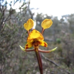Diuris semilunulata (Late Leopard Orchid) at Tralee, ACT - 16 Oct 2010 by RomanSoroka