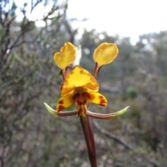 Diuris semilunulata (Late Leopard Orchid) at QPRC LGA - 16 Oct 2010 by Roman