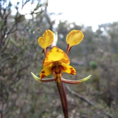 Diuris semilunulata (Late Leopard Orchid) at Tralee, ACT - 16 Oct 2010 by RomanSoroka