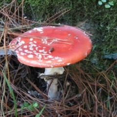 Amanita muscaria (Fly Agaric) at Chisholm, ACT - 24 Mar 2012 by RomanSoroka