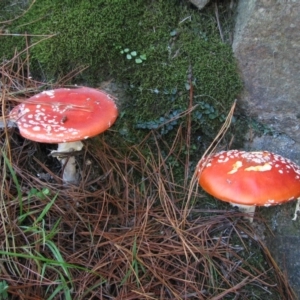 Amanita muscaria at Chisholm, ACT - 24 Mar 2012