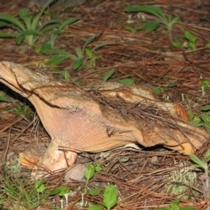 Lactarius deliciosus at Chisholm, ACT - 10 Mar 2012 06:54 PM