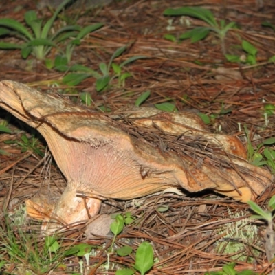 Lactarius deliciosus (Saffron Milkcap) at Tuggeranong Pines - 10 Mar 2012 by Roman