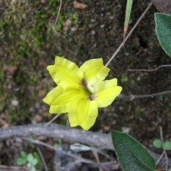 Goodenia hederacea (Ivy Goodenia) at Chisholm, ACT - 27 Feb 2011 by Roman