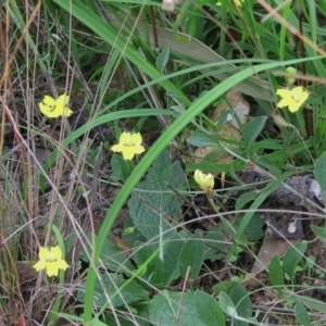 Goodenia hederacea at Old Tuggeranong TSR - 27 Feb 2011 04:50 PM