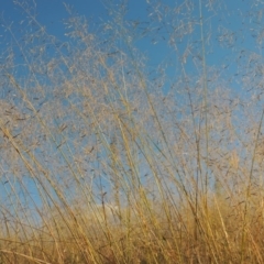 Eragrostis curvula (African Lovegrass) at Paddys River, ACT - 18 Mar 2015 by michaelb