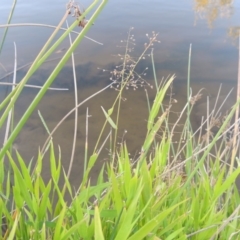 Isachne globosa (Swamp Millet) at Gordon, ACT - 18 Mar 2015 by MichaelBedingfield