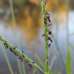 Paspalum distichum (Water Couch) at Paddys River, ACT - 18 Mar 2015 by MichaelBedingfield