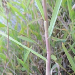 Paspalum distichum at Paddys River, ACT - 18 Mar 2015